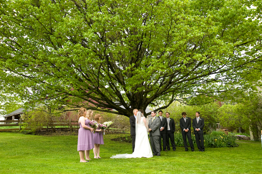 Under the Maple Tree